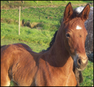 Blacklaw Intrepid stunning colt for sale